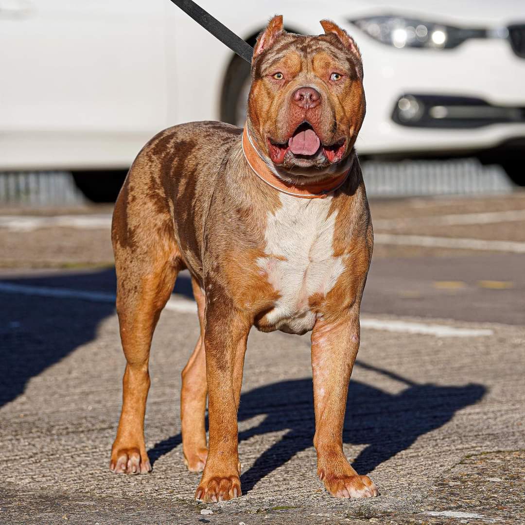 Dog Featured Image