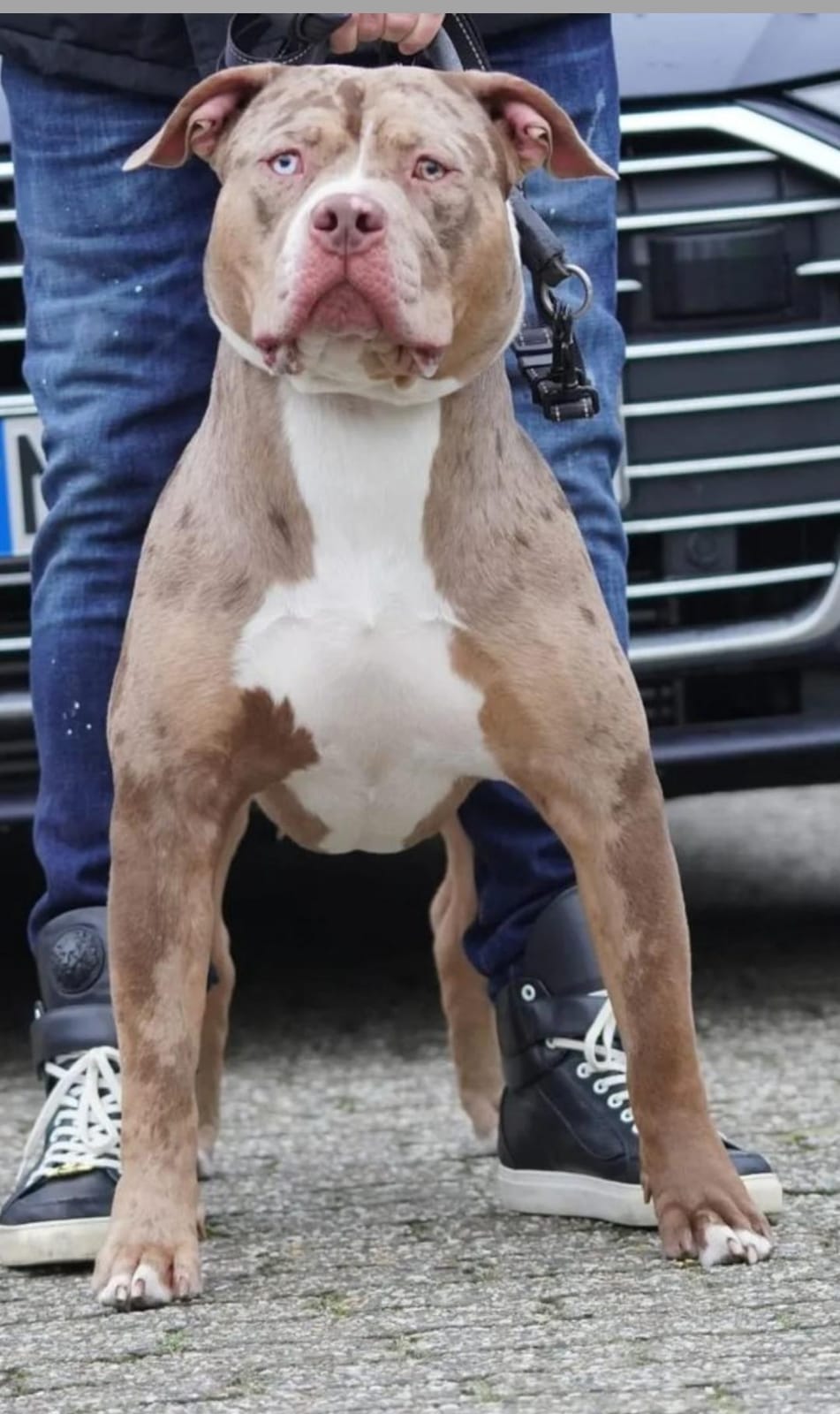 Dog Featured Image