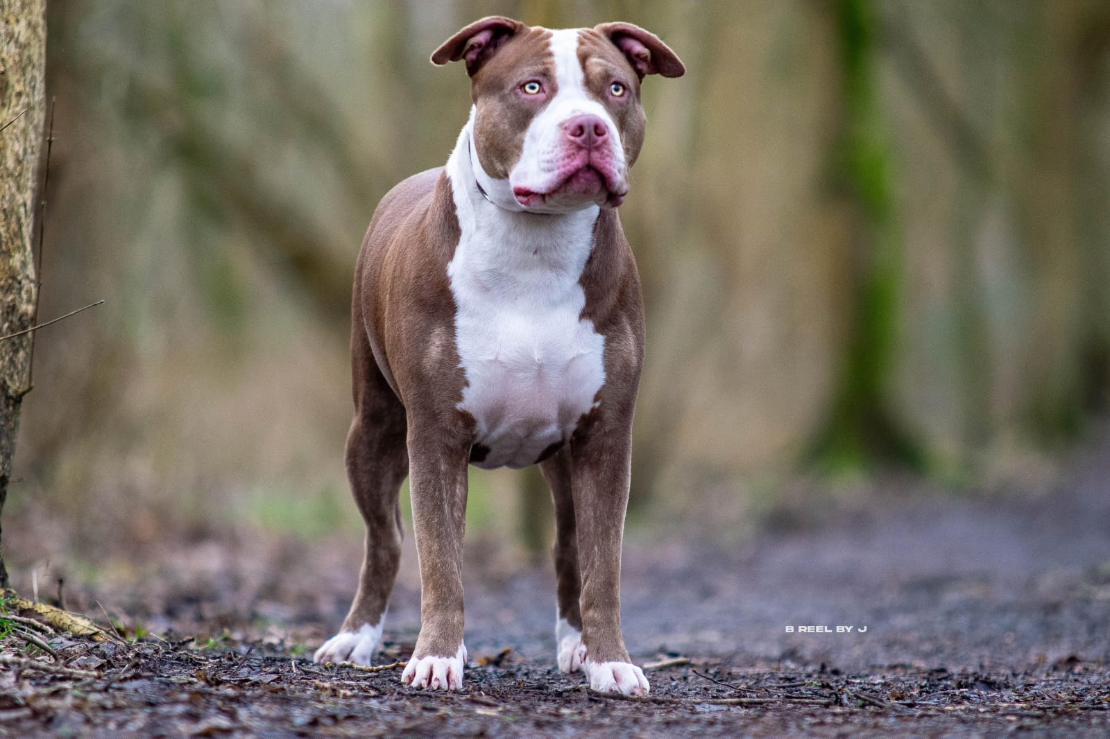 Dog Featured Image