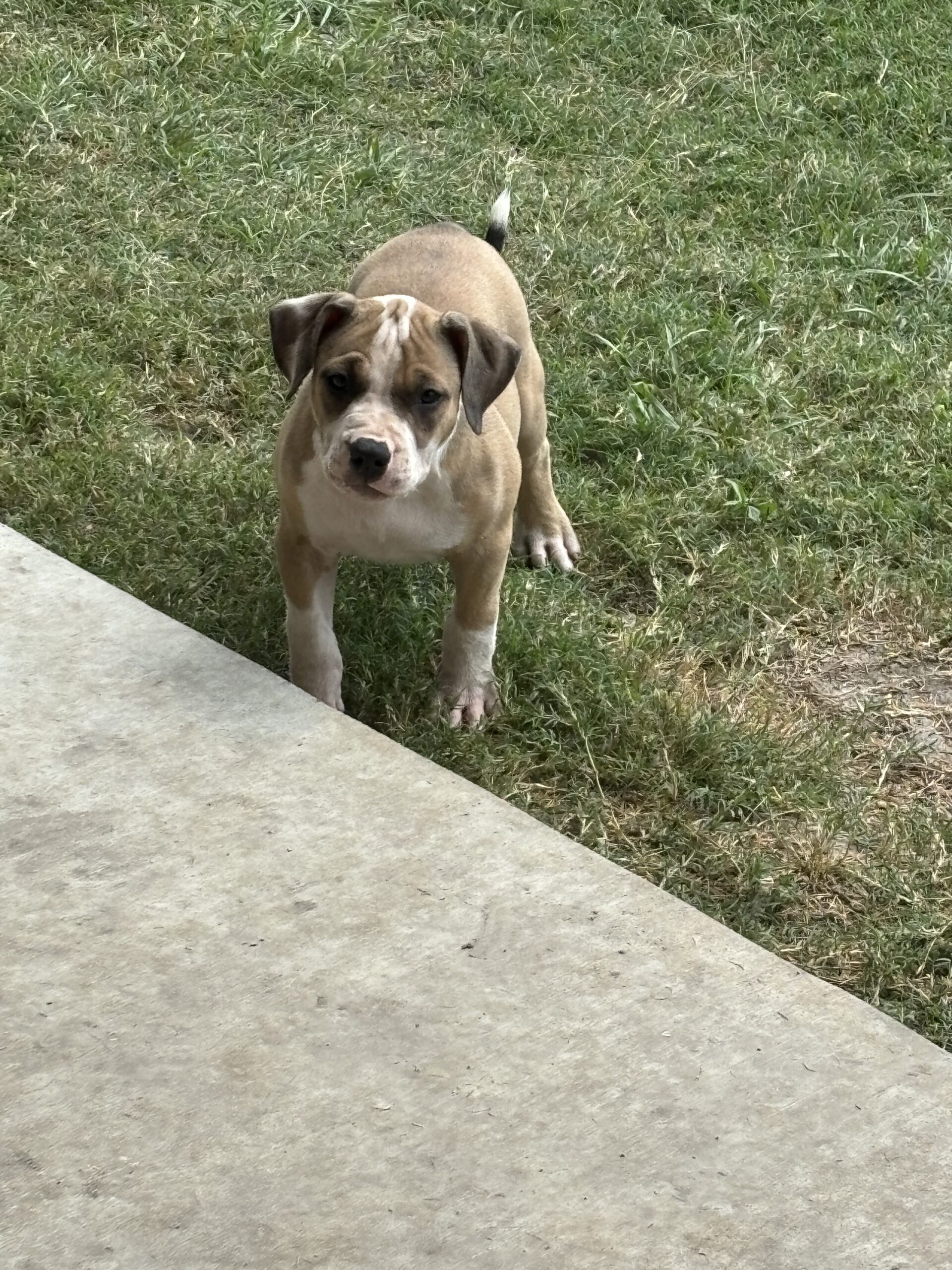 Dog Featured Image
