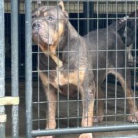 Dog Featured Image