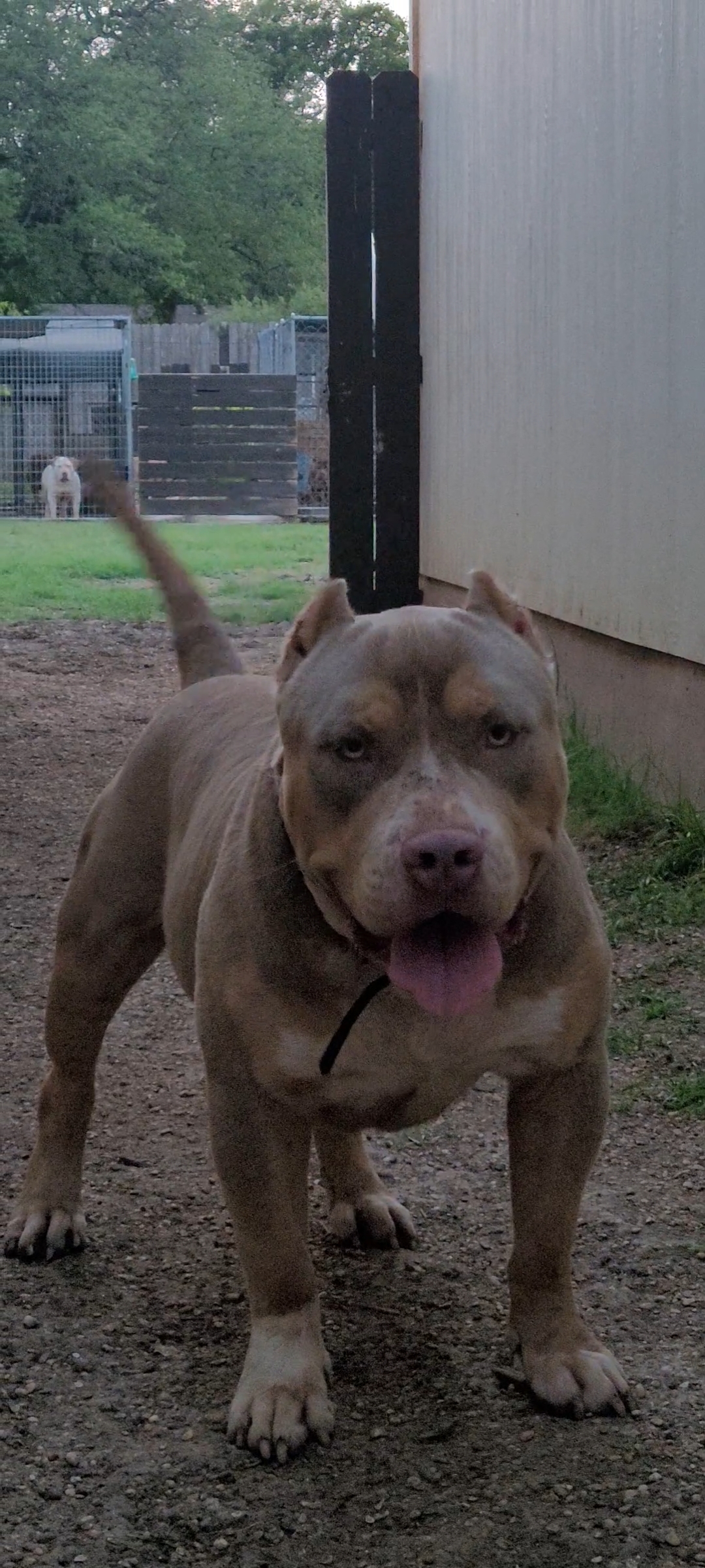 Dog Featured Image
