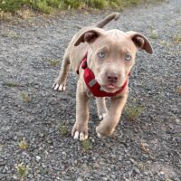 Dog Featured Image