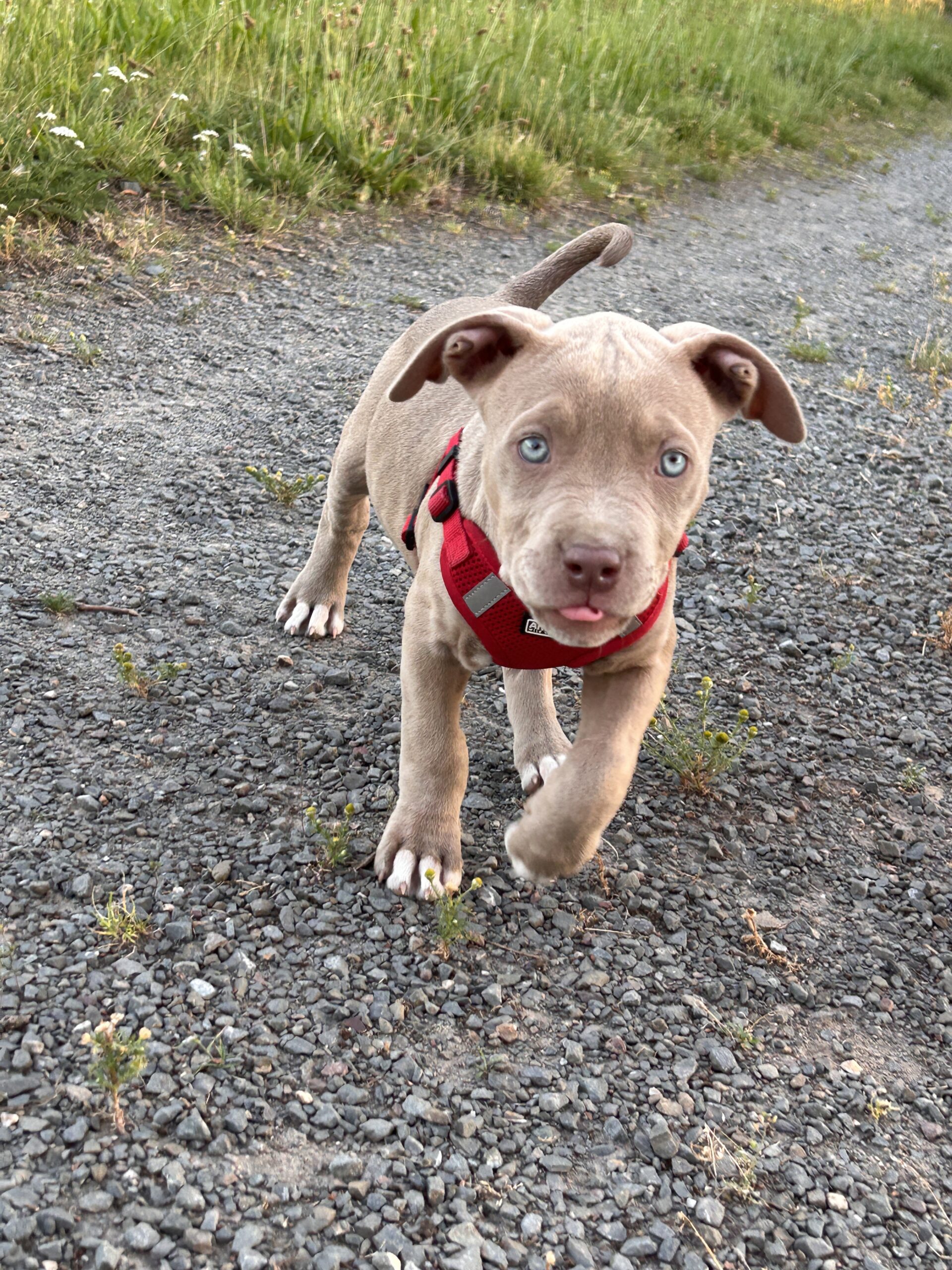 Dog Featured Image
