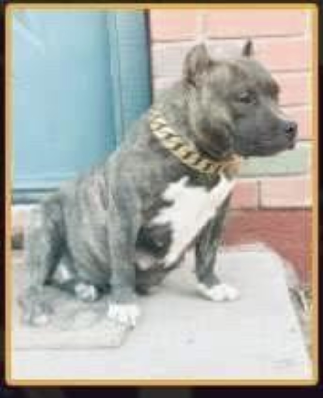 Dog Featured Image