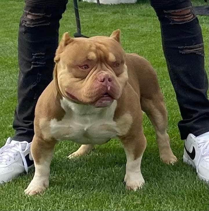 Dog Featured Image