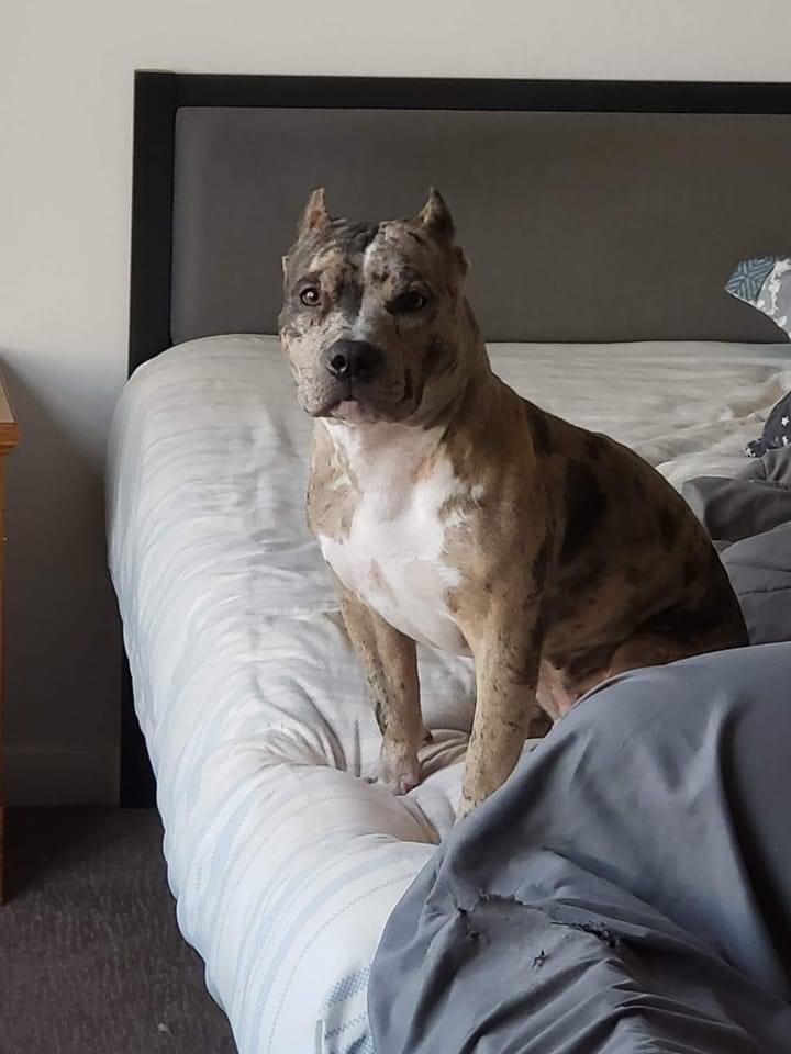 Dog Featured Image