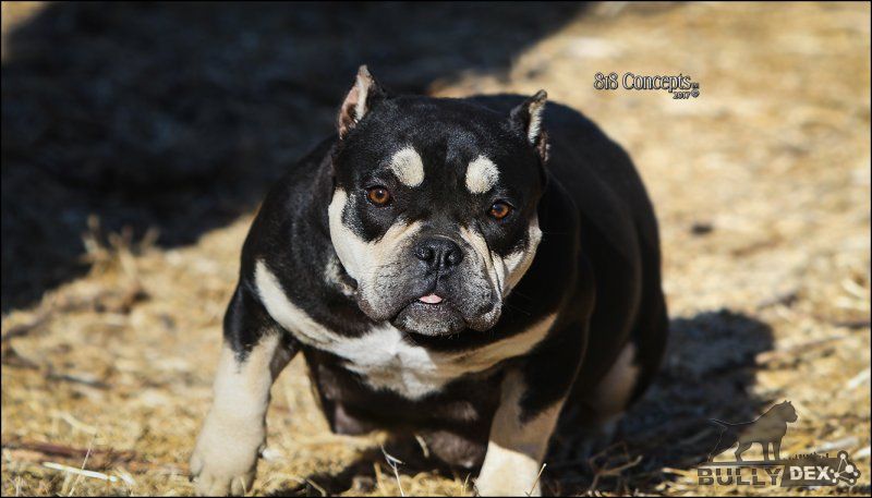 Dog Featured Image
