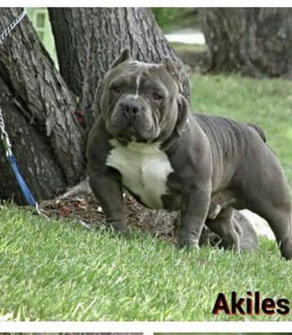 Dog Featured Image