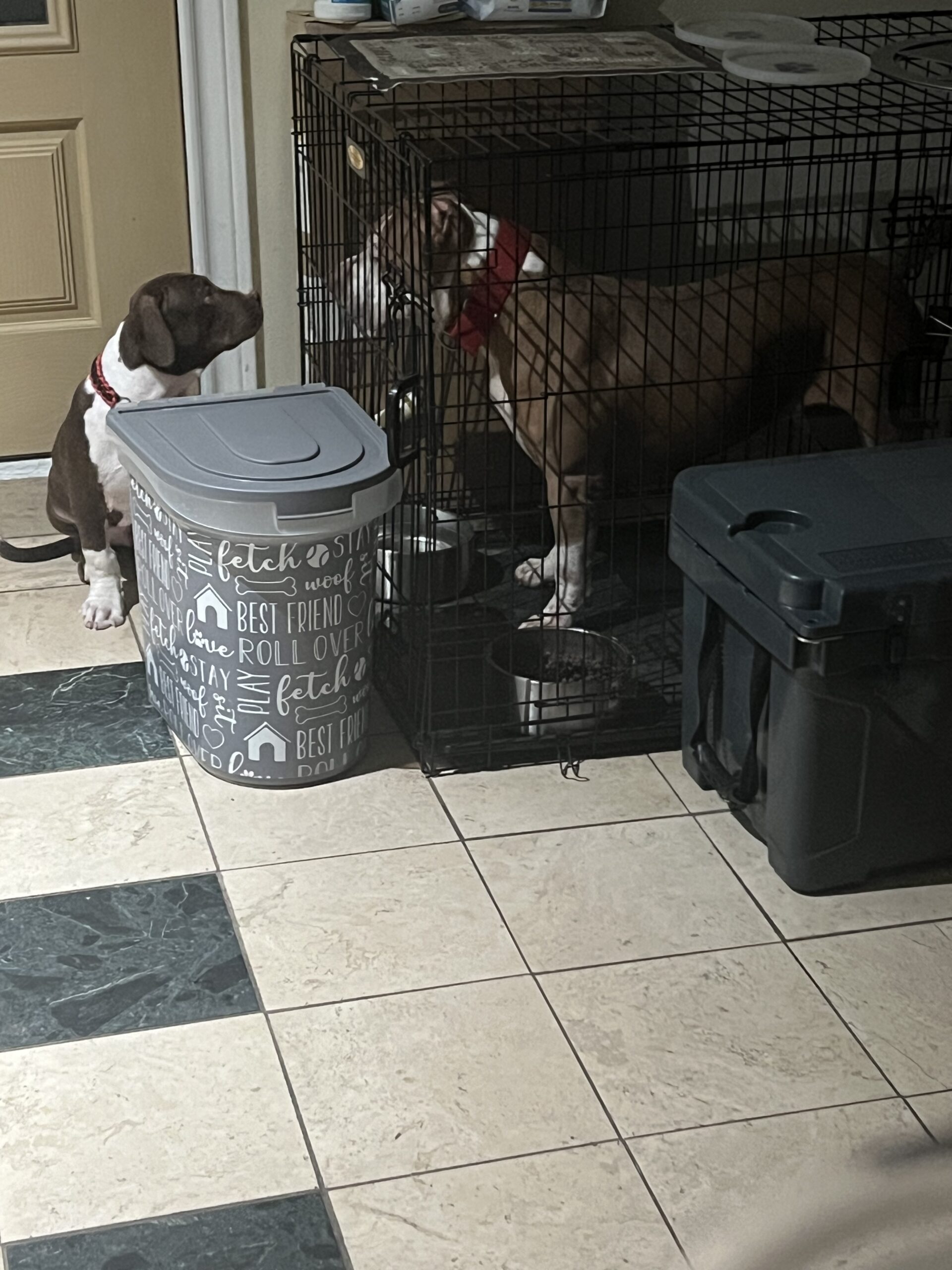 Dog Featured Image