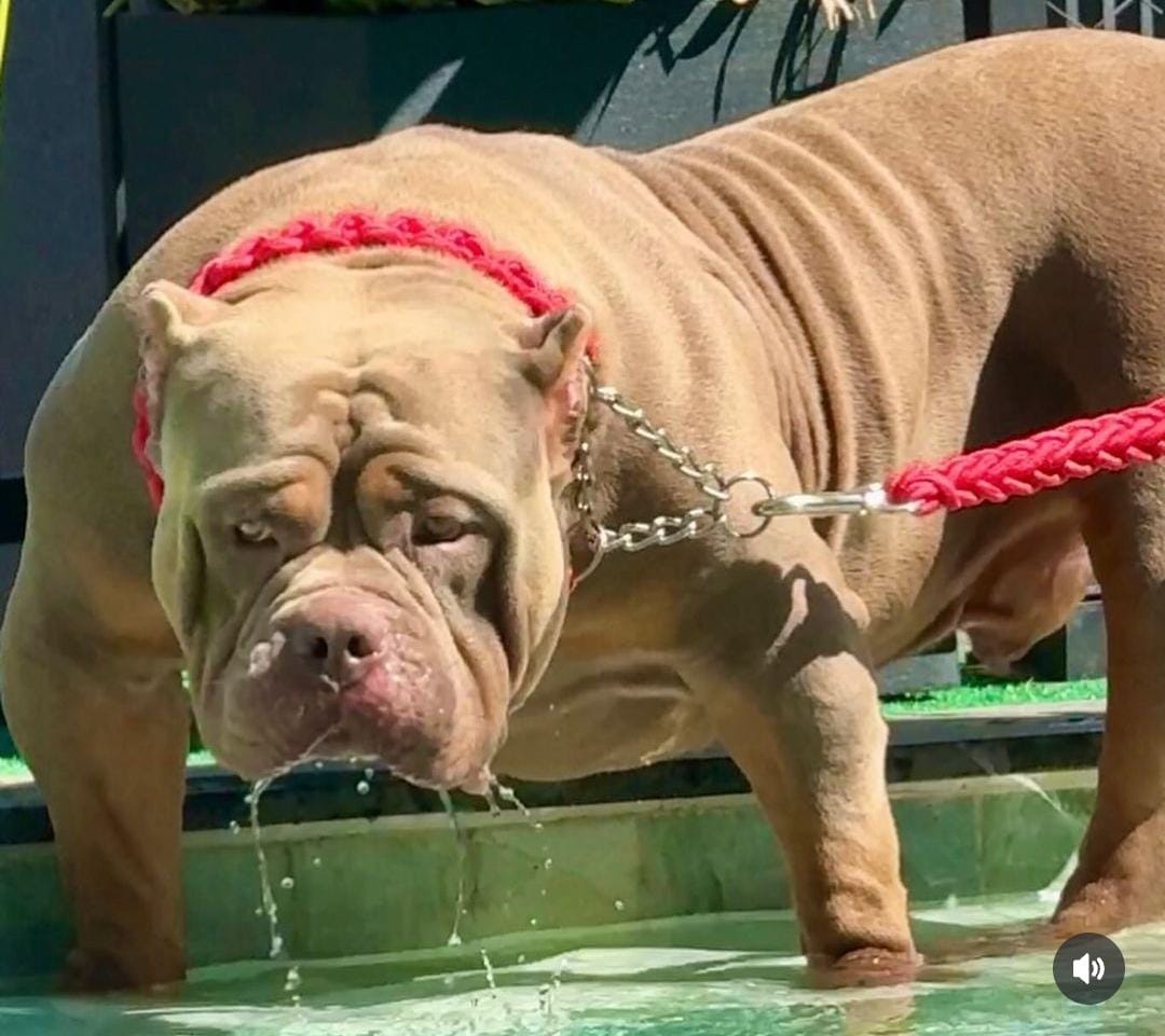 Dog Featured Image