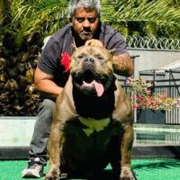 Dog Featured Image