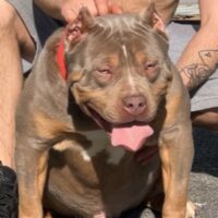 Dog Featured Image
