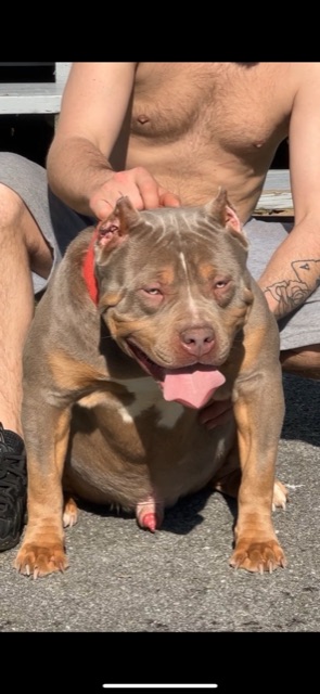 Dog Featured Image