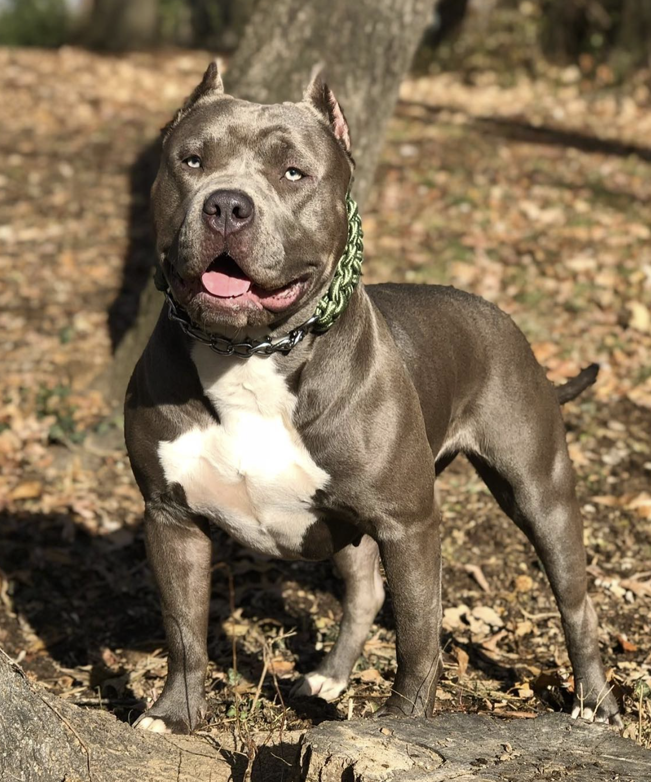 Dog Featured Image