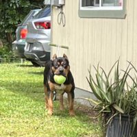Dog Featured Image