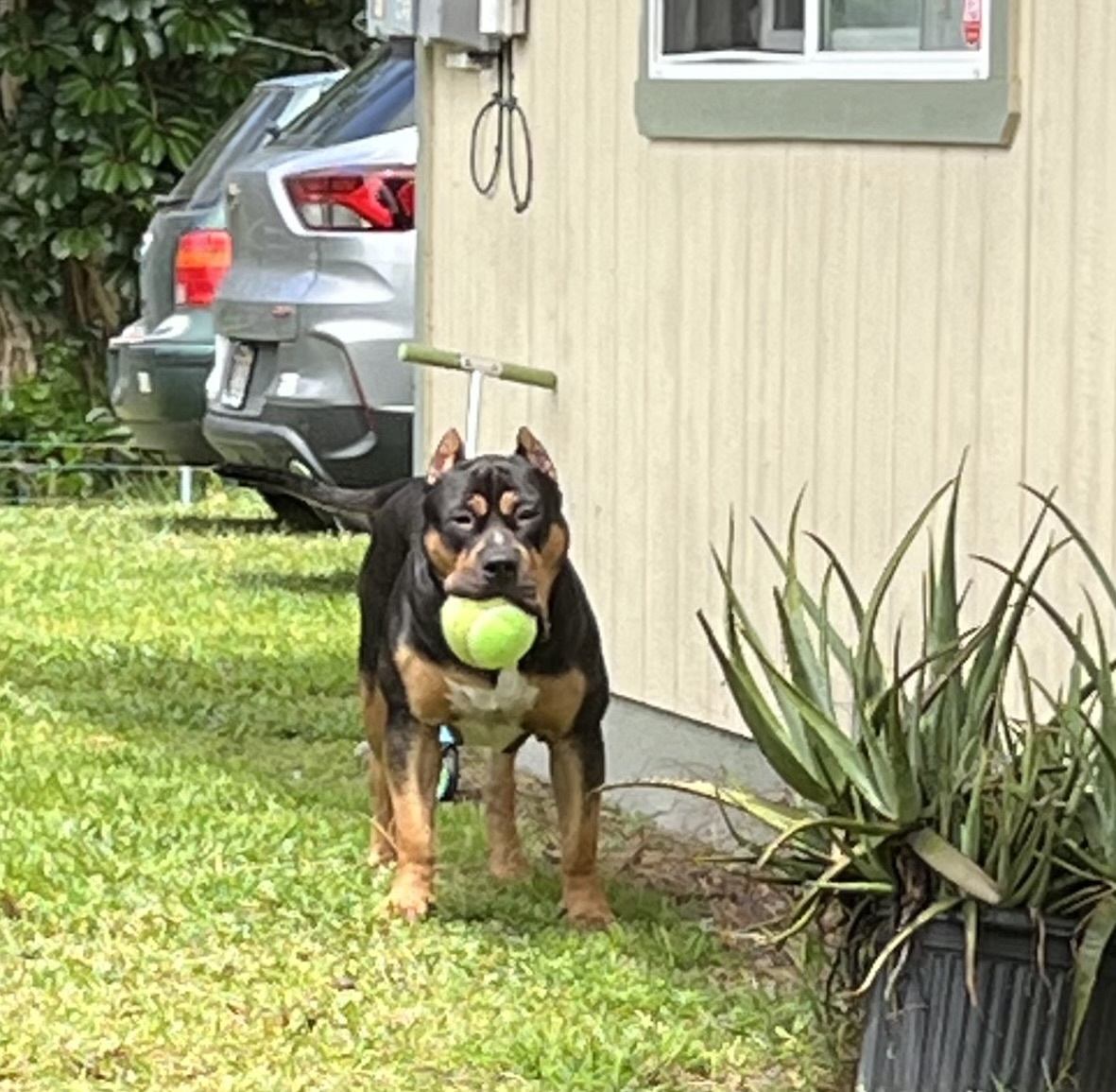 Dog Featured Image