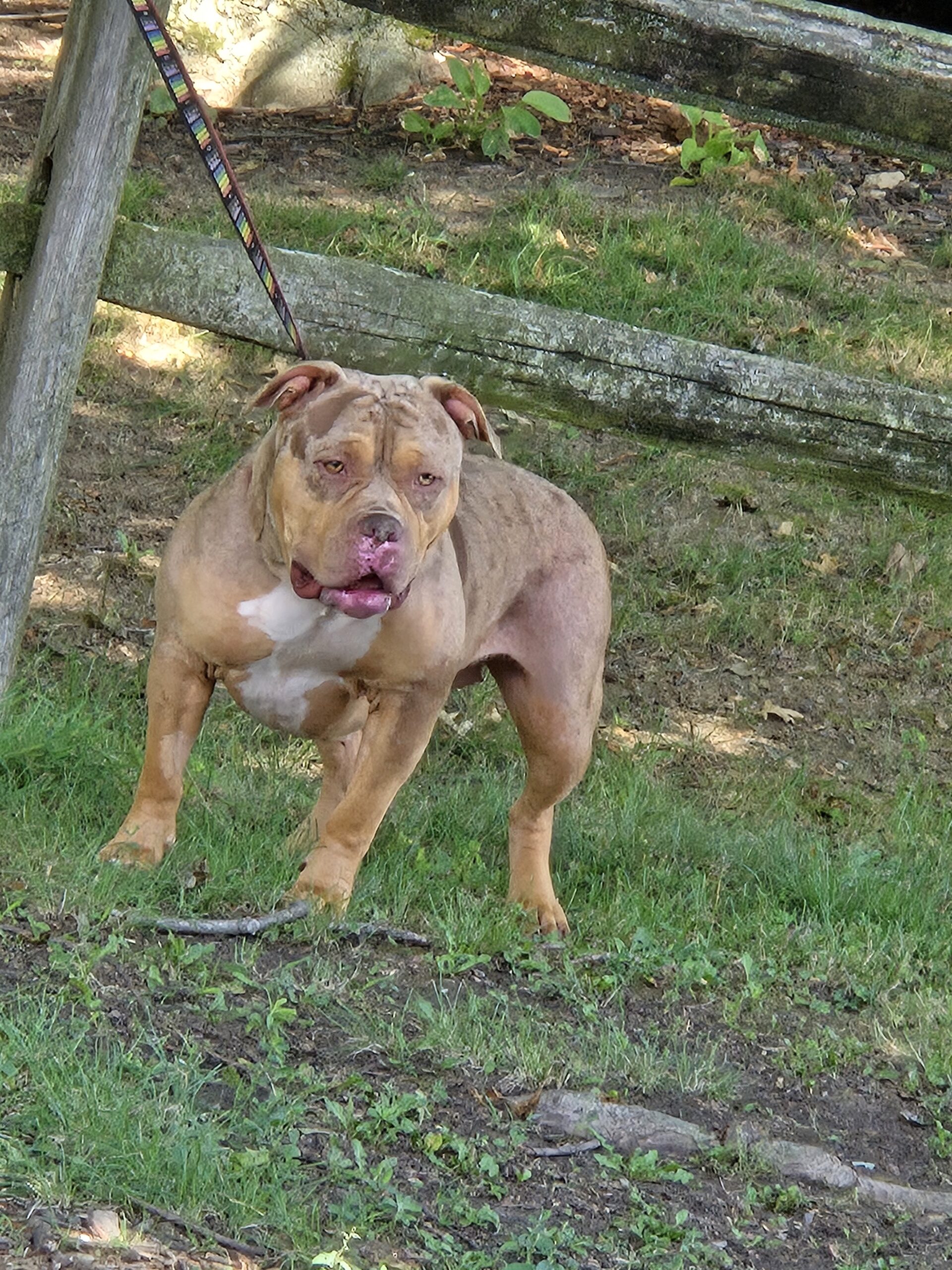 Dog Featured Image