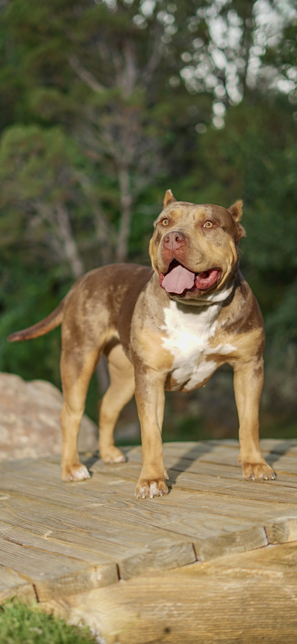 Dog Featured Image
