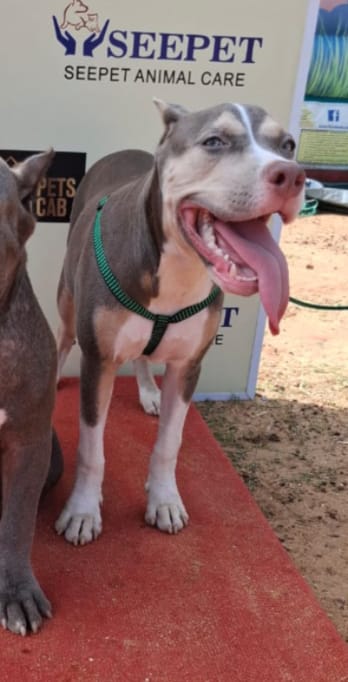 Dog Featured Image