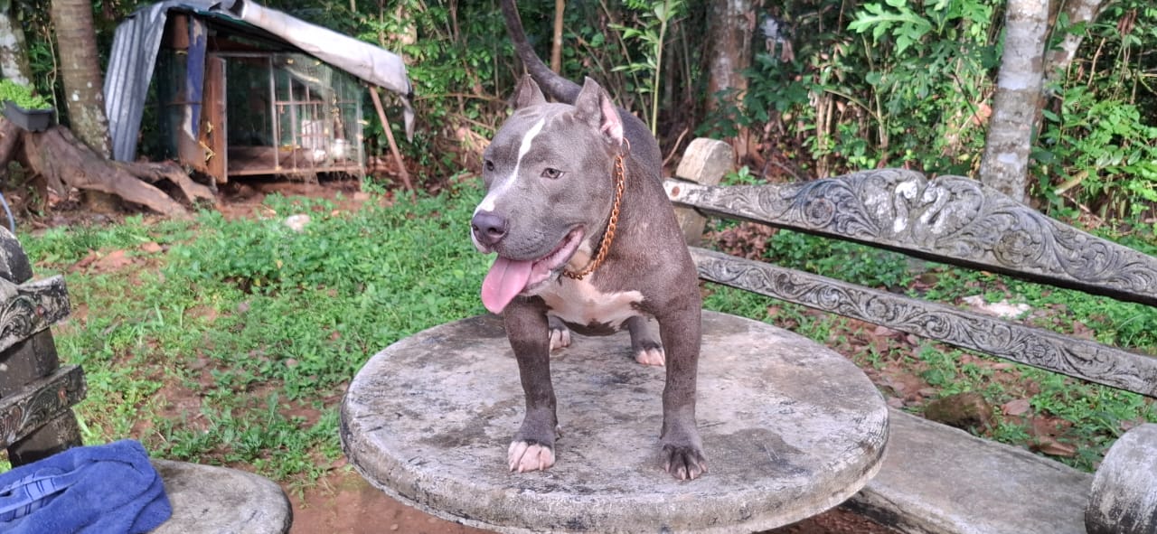 Dog Featured Image