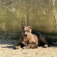 Dog Featured Image