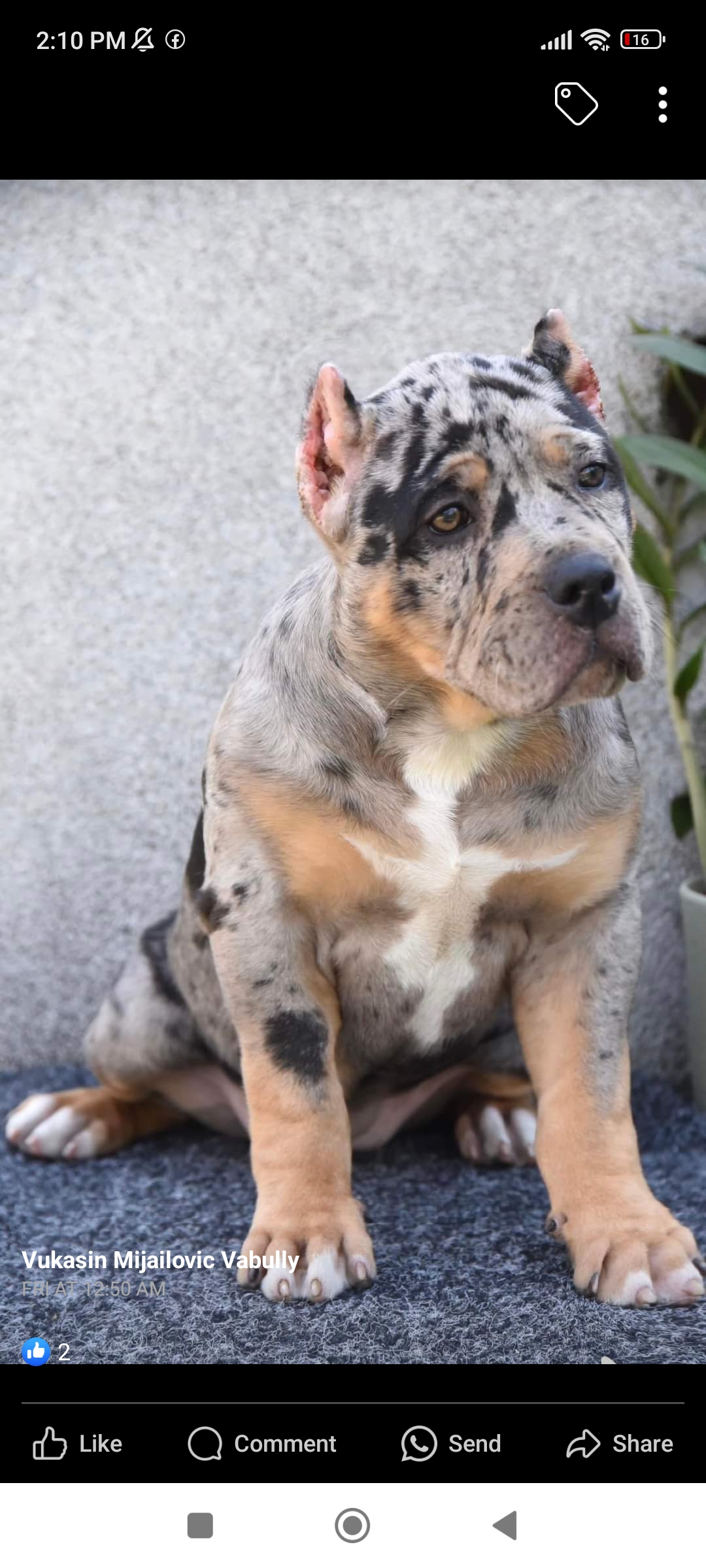 Dog Featured Image