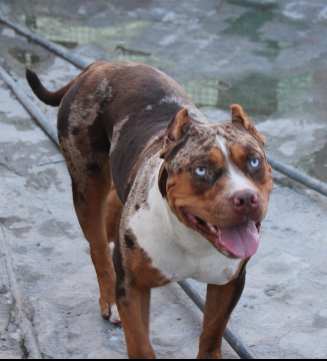 Dog Featured Image
