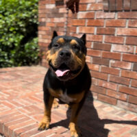 Dog Featured Image