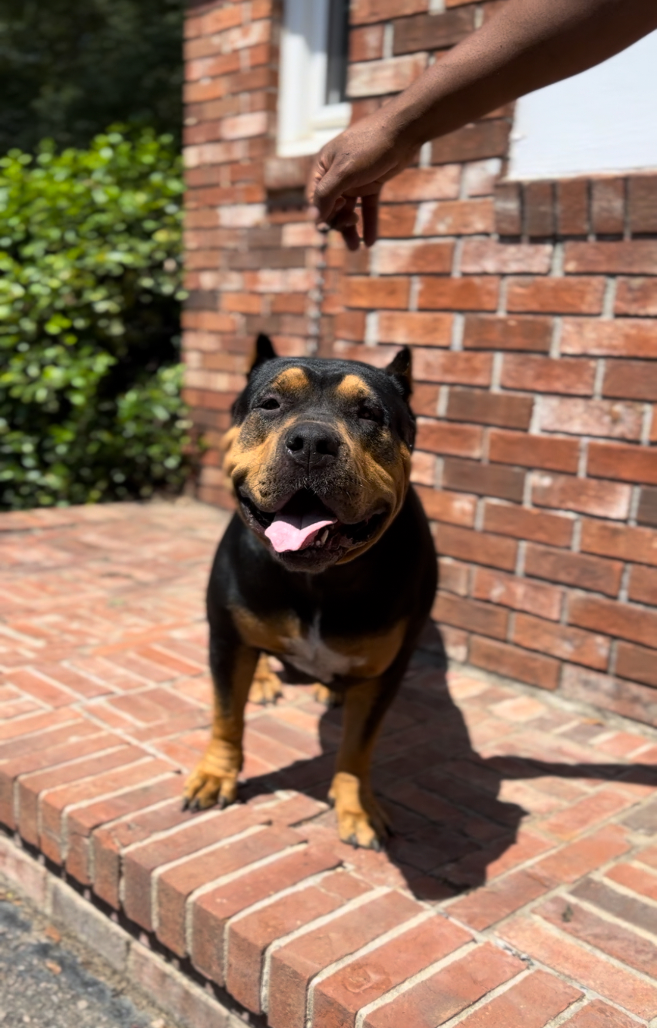 Dog Featured Image