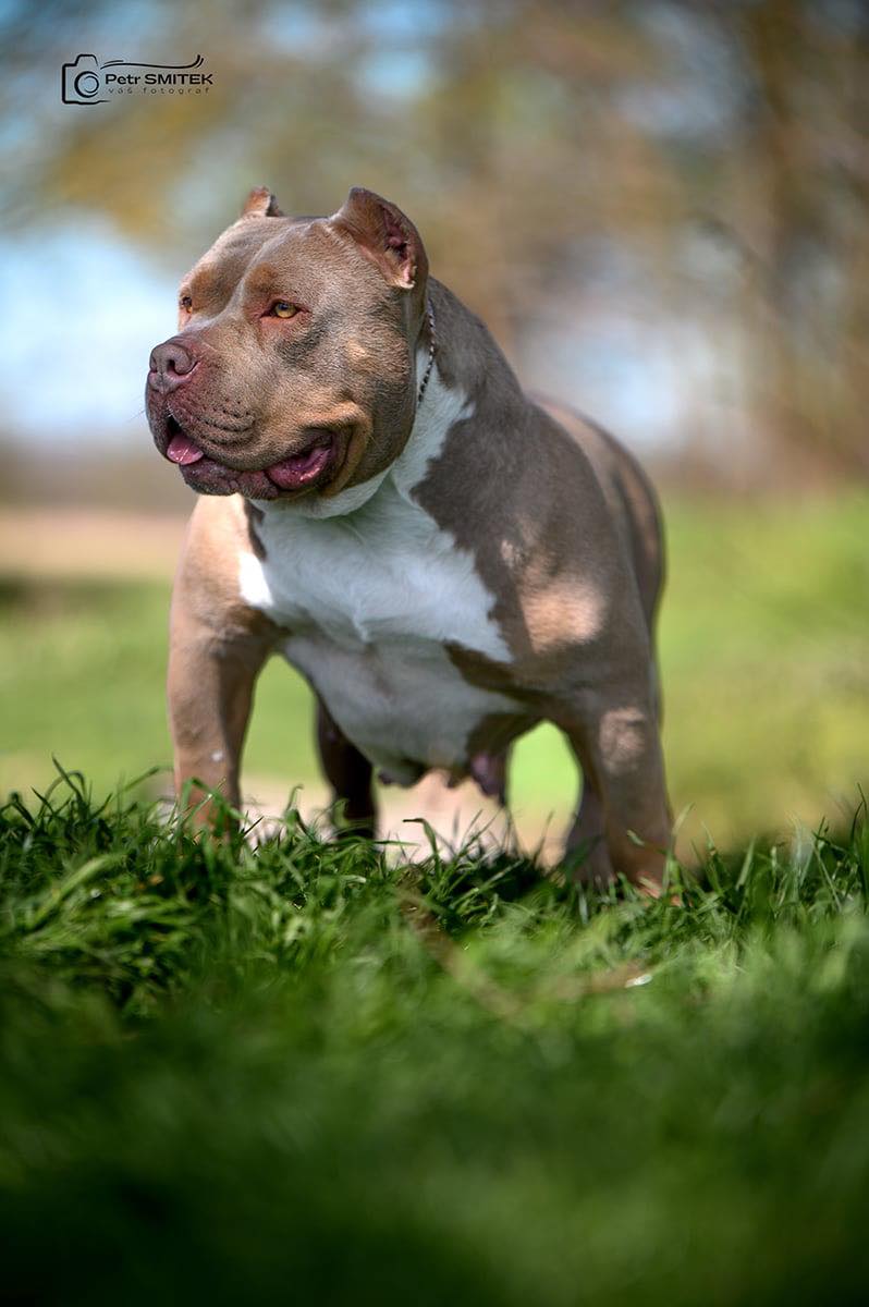 Dog Featured Image