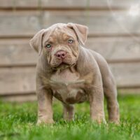 Dog Featured Image
