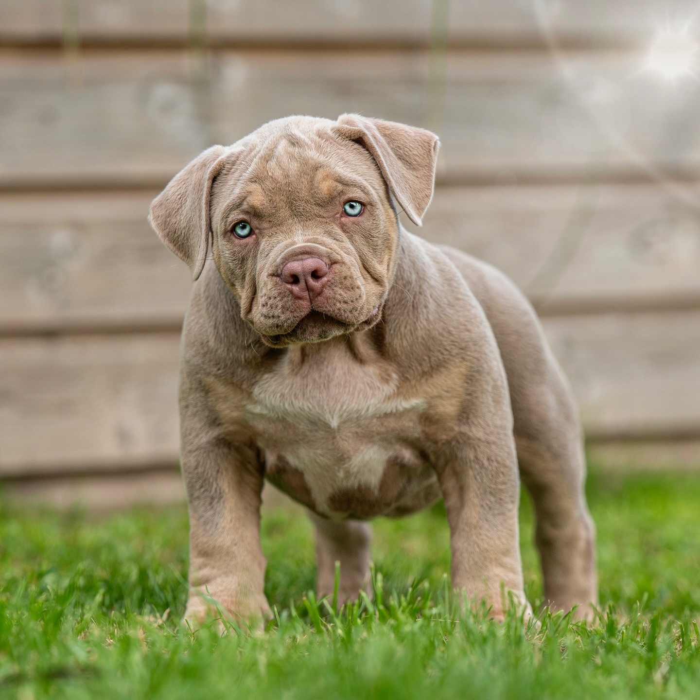 Dog Featured Image
