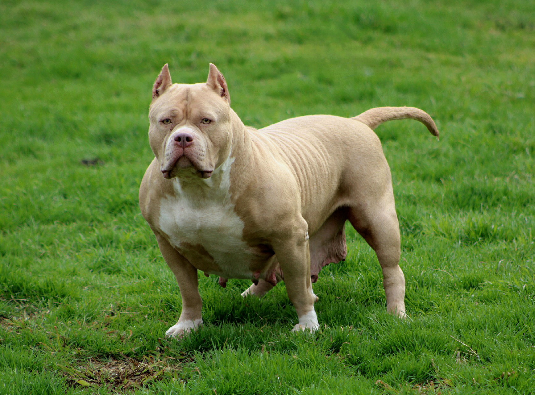 Dog Featured Image