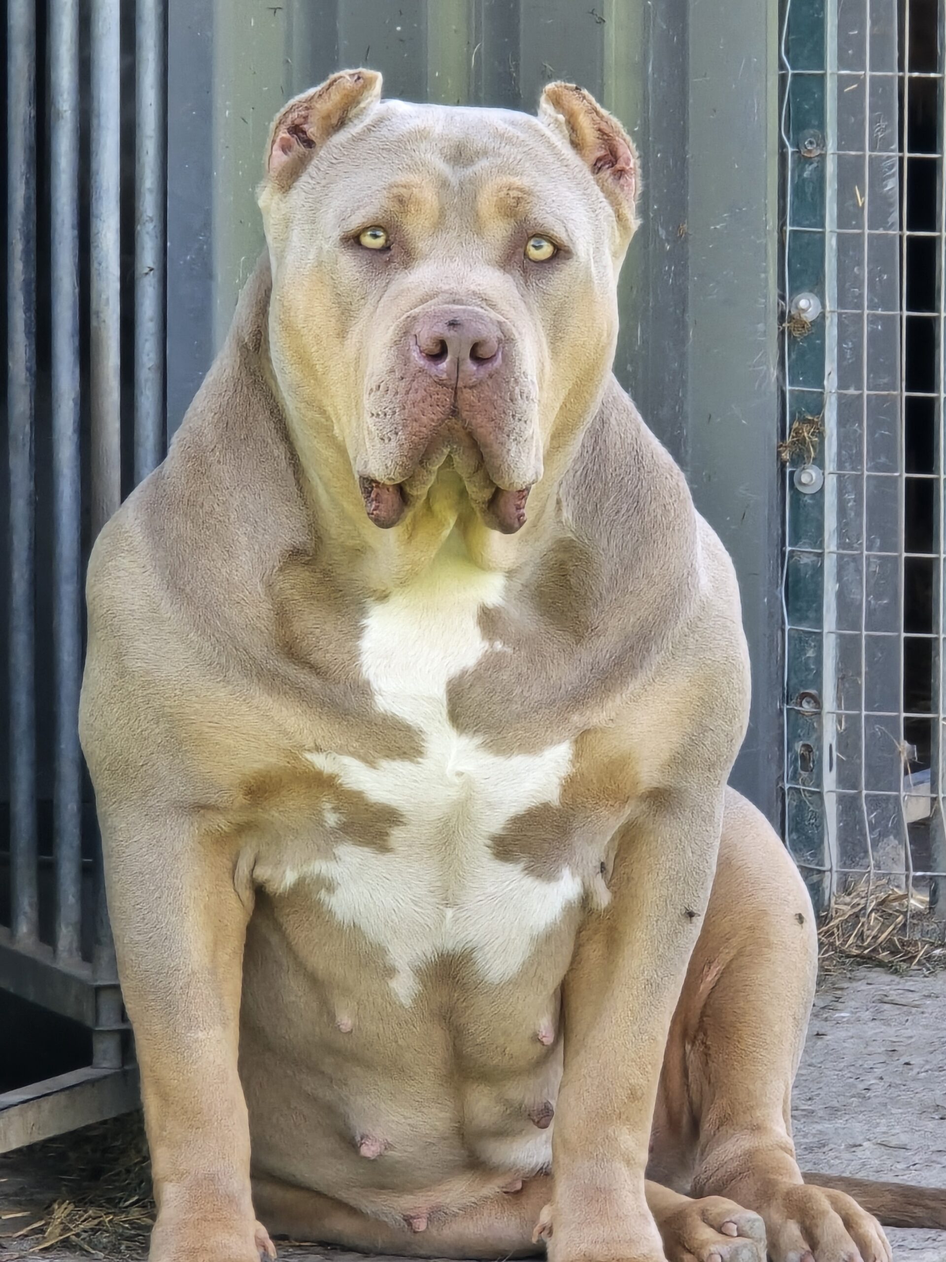 Dog Featured Image