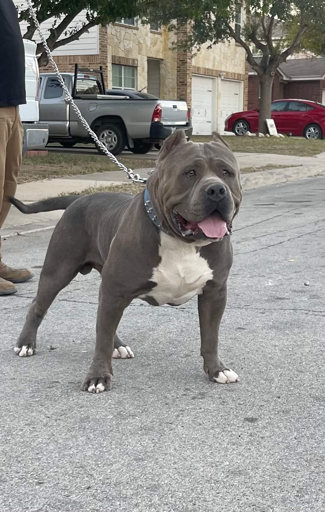 Dog Featured Image
