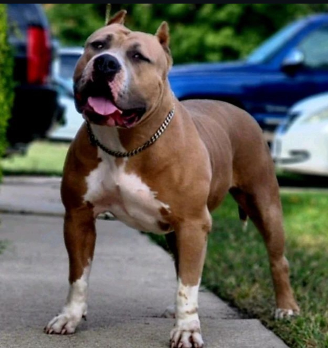 Dog Featured Image