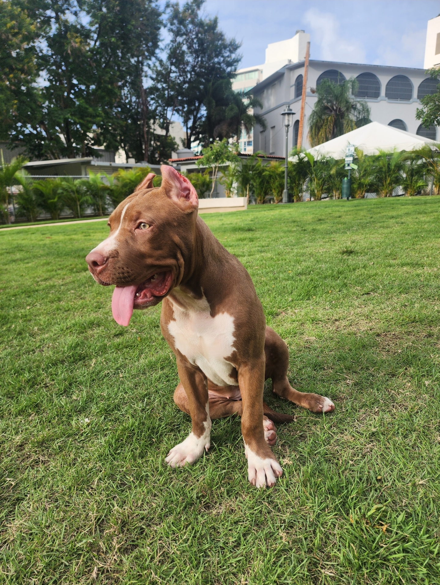 Dog Featured Image
