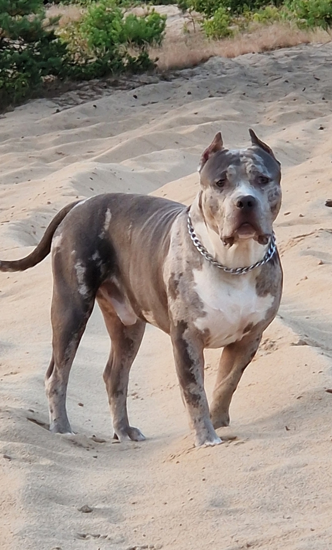 Dog Featured Image