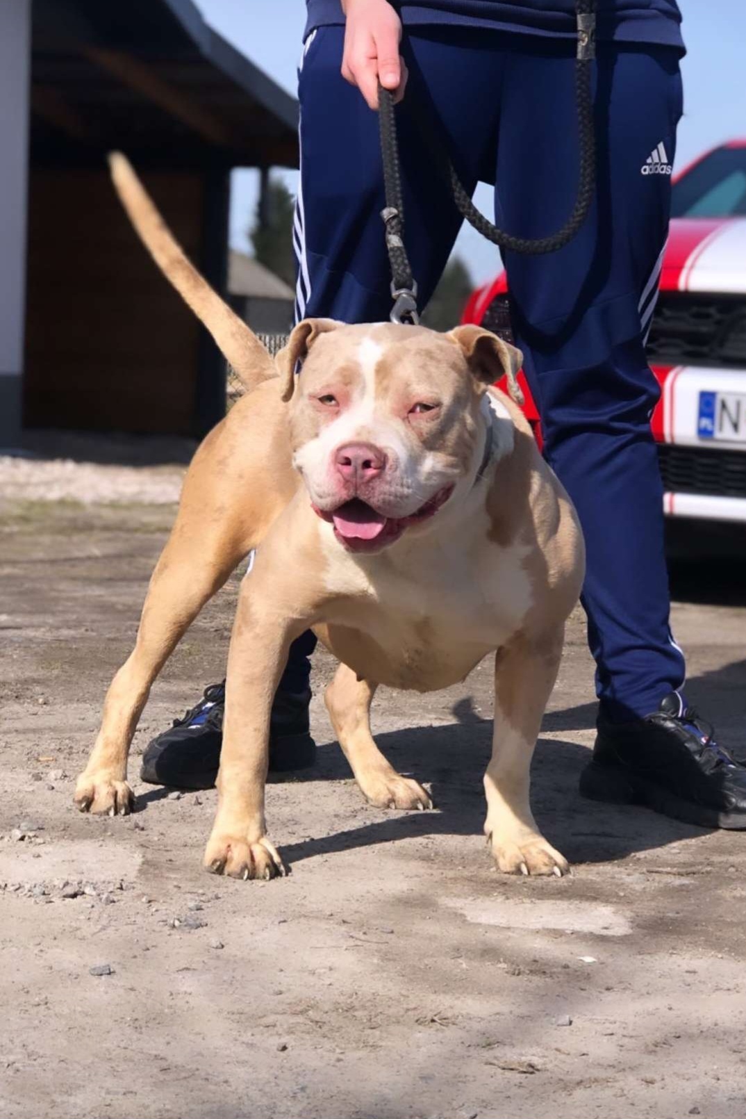 Dog Featured Image