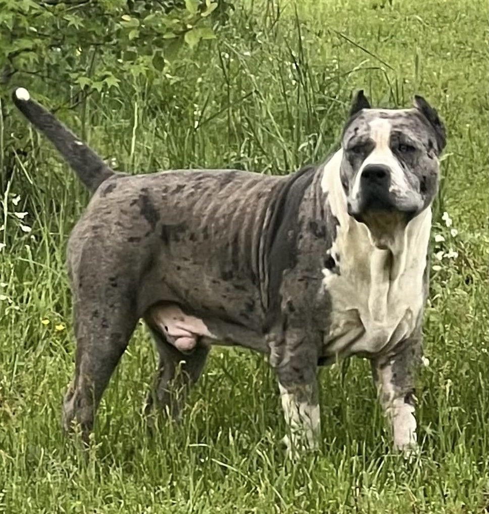 Dog Featured Image