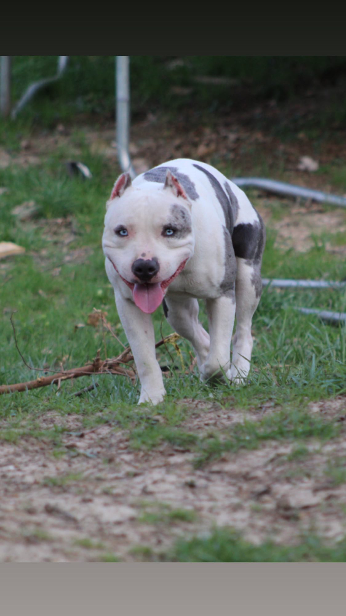 Dog Featured Image