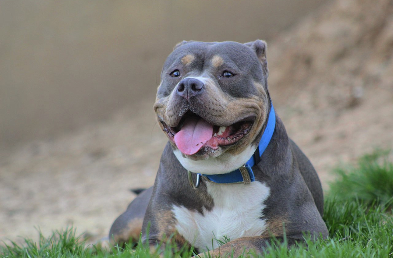 Dog Featured Image