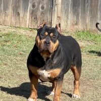 Dog Featured Image