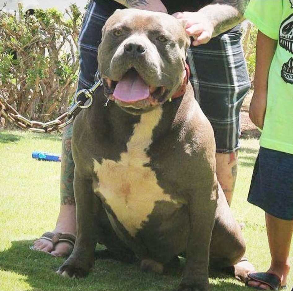 Dog Featured Image