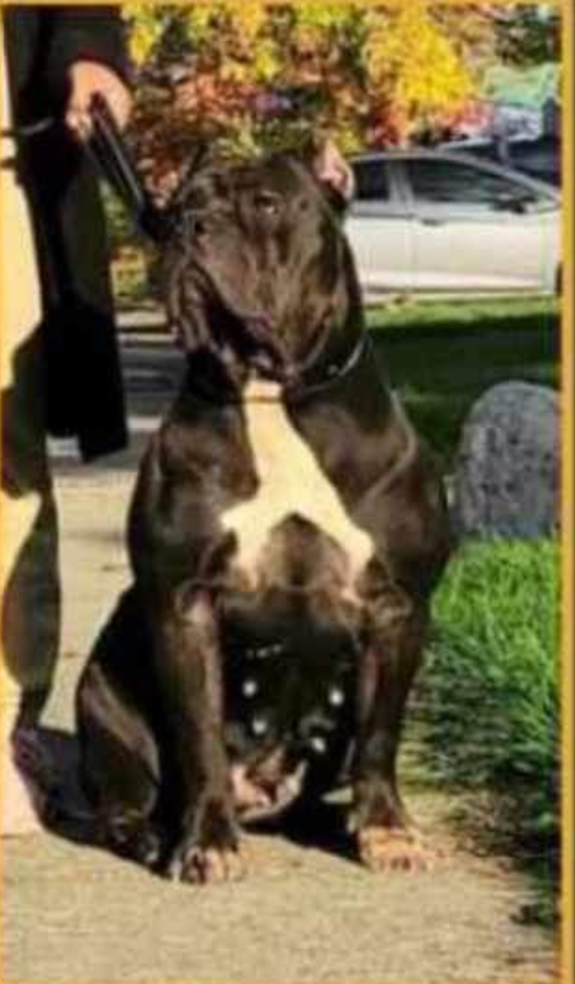 Dog Featured Image