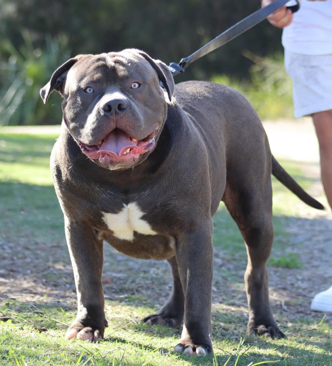 Dog Featured Image