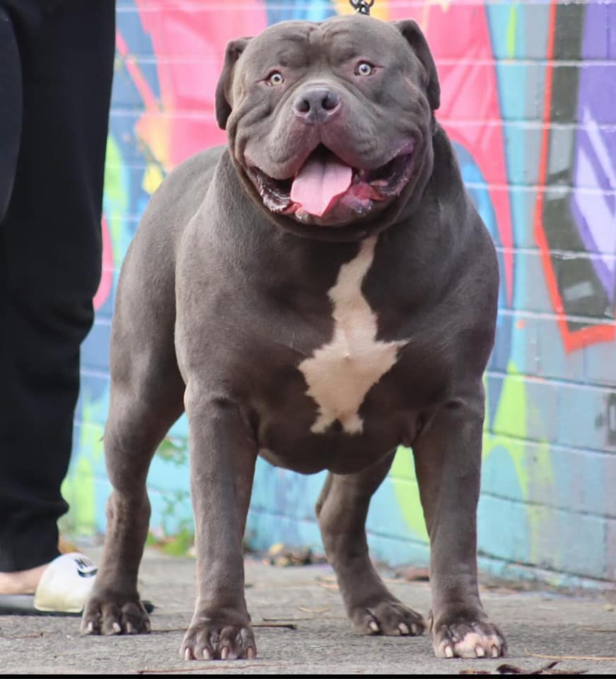 Dog Featured Image