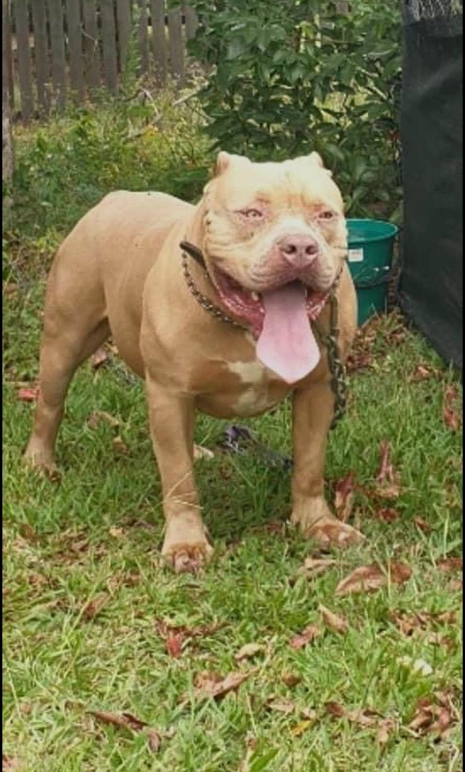 Dog Featured Image