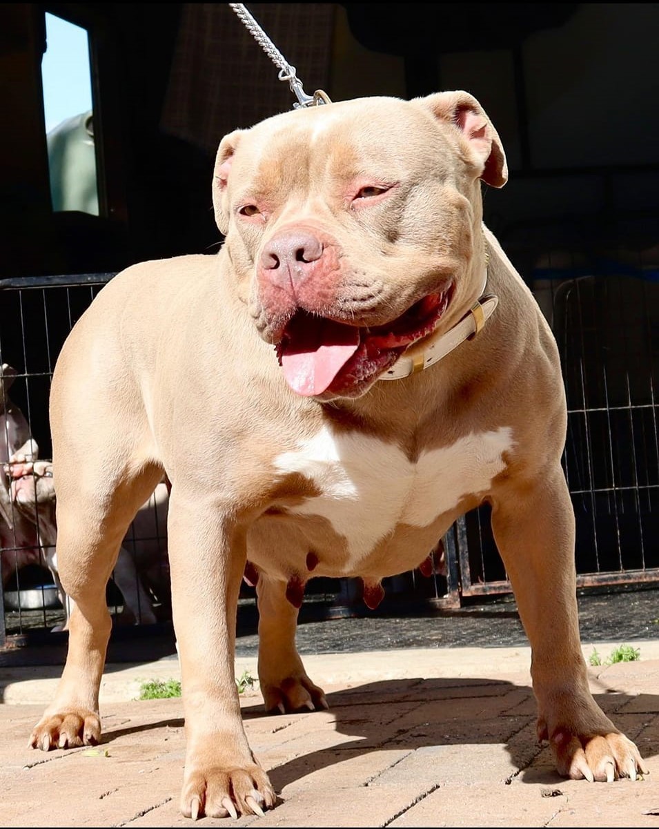 Dog Featured Image